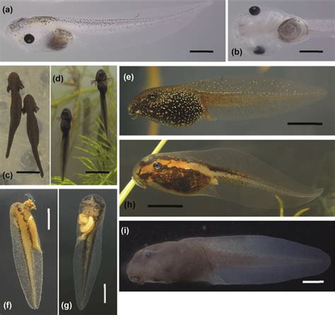 xenopus laevis pipette|Observations and experiments in the living frog embryo .